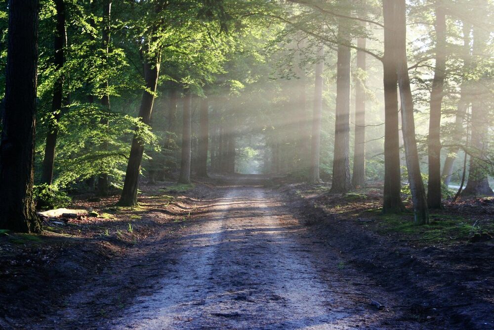 Un camino iluminado en el bosque - Jesús es el camino, la verdad y la vida